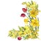 Daffodil, mimosa, tulip flowers, corner, watercolor, pattern