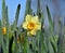 Daffodil in the morning, Narcissus, spring perennial plants