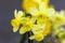 Daffodil narcissus `Angels Whisper`