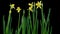 Daffodil narcissus blooming time lapse  black background