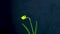 Daffodil narcissus blooming time lapse cut out, classic blue background. 4K video.