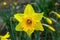 Daffodil narcissus `Cornish Gold`