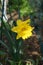 Daffodil, Narcissus `Dutch Master` in the garden in May. Berlin, Germany