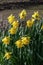 Daffodil narcissus `Early Sensation