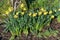 Daffodil (narcissus) \\\'Early Sensation