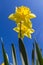 Daffodil or Narcissus flower announcing spring to come