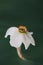 Daffodil narcissus flower detail, green blurry background