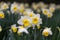 Daffodil Narcissus Holland Sensation flowers