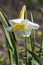 Daffodil narcissus `Lemon Beauty`