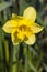 Daffodil narcissus `Mando`
