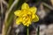 Daffodil narcissus `Pencrebar`