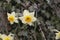 Daffodil Narcissus pseudonarcissus, also called common daffodil