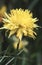 Daffodil narcissus `Rip Van Winkle`