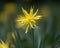 Daffodil Narcissus Rip van winkle flowering