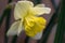 Daffodil Narcissus Saint Patrick`s Day flower