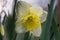 Daffodil Narcissus Saint Patrick`s Day flower showing stamens