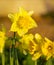 Daffodil narcissus spring flowers