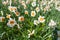 Daffodil Narcissus tazetta flowers in a meadow, nature background