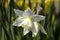 Daffodil narcissus `Thalia`