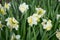 Daffodil Narcissus variety Ice King blooms in a garden