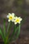 Daffodil Narcissus variety Minnow blooms in a garden