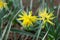 Daffodil Narcissus variety Rip Van Winkle blooms in a garden