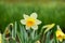 Daffodil Narcissus variety Sempre avanti blooms in a garden