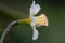 Daffodil Narcissus Waterperry flower in profile