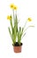 Daffodil plant