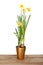 Daffodil plant on a board