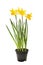 Daffodil plant in a pot