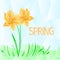 Daffodil polygons spring background vector