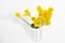 Daffodil in pot.