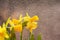 Daffodil rain