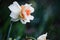 Daffodil Replete Flower in the Rain