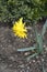 Daffodil Rip van Winkle