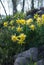 Daffodil Rip Van Winkle narcissus flowers and Festuca glauca