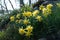 Daffodil Rip Van Winkle narcissus flowers and Festuca glauca