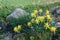 Daffodil Rip Van Winkle narcissus flowers and Festuca glauca