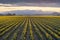 Daffodil Rows in the Skagit Valley at Sunrise.