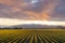 Daffodil Rows in the Skagit Valley at Sunrise.