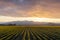 Daffodil Rows in the Skagit Valley at Sunrise.