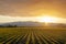 Daffodil Rows in the Skagit Valley at Sunrise.