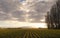 Daffodil Rows in the Skagit Valley at Sunrise.