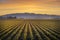 Daffodil Rows in the Skagit Valley at Sunrise.