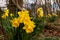 Daffodil Splash in Woodland