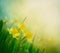 Daffodil spring background