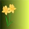 Daffodil Spring background place for text vector