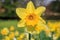 A Daffodil in Springtime