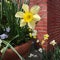 Daffodil Springtime Flowers and Old Red Brick Wall Background.
